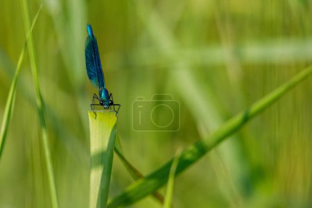 Photo for A Banded Demoiselle Dragonfly in the wild - Royalty Free Image