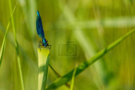 Photo for A Banded Demoiselle Dragonfly in the wild - Royalty Free Image