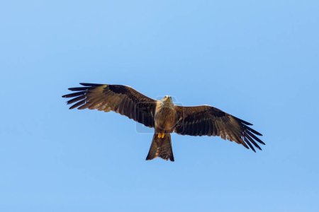 A Black Kite in the air
