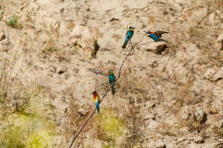 Photo for Colorful Bee Eater in the Danube Delta - Royalty Free Image