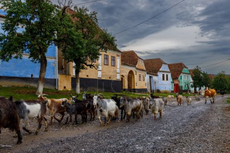 Téléchargez les photos : Chèvres dans le village de Viscri en Roumanie - en image libre de droit