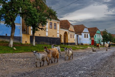 Téléchargez les photos : Chèvres dans le village de Viscri en Roumanie - en image libre de droit