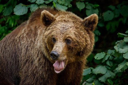 Photo for European Brown Bear in the Carpathians of Romania - Royalty Free Image