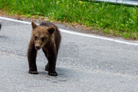 Photo for European Brown Bear in the Carpathians of Romania - Royalty Free Image