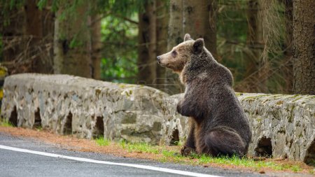 Téléchargez les photos : Ours brun européen dans les Carpates de Roumanie - en image libre de droit