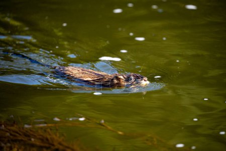Photo for A Muskrat in the water - Royalty Free Image