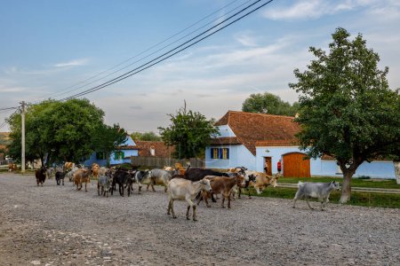 Téléchargez les photos : Chèvres et bergers dans le village de Viscri en Roumanie, 01 août 2022 - en image libre de droit