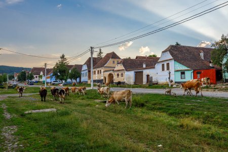 Téléchargez les photos : Vaches dans le village de Viscri en Roumanie - en image libre de droit