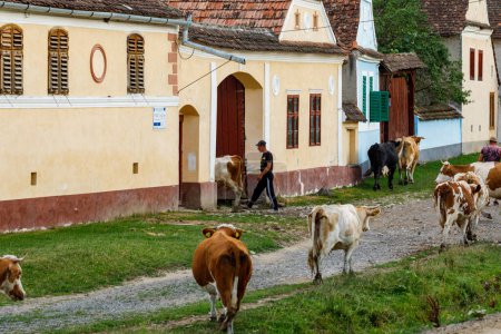 Téléchargez les photos : Vaches et bergers dans le village de Viscri en Roumanie, 01 août 2022 - en image libre de droit