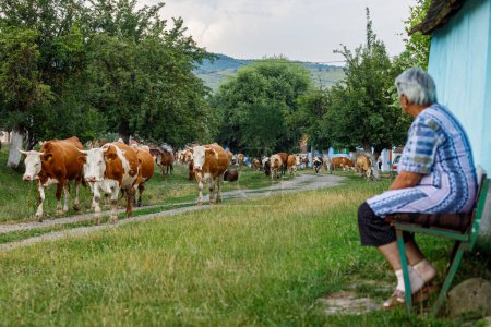 Téléchargez les photos : Vaches et bergers dans le village de Viscri en Roumanie, 01 août 2022 - en image libre de droit
