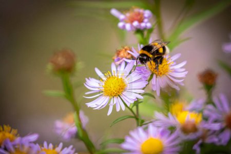 Photo for A Bee on a beautiful aster in the autumn - Royalty Free Image