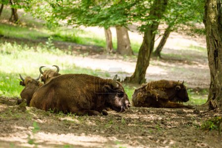 Foto de El bisonte europeo de madera en un bosque - Imagen libre de derechos