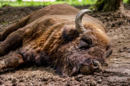 Photo for The European wood bison in a forest - Royalty Free Image