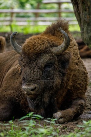 Photo for The European wood bison in a forest - Royalty Free Image