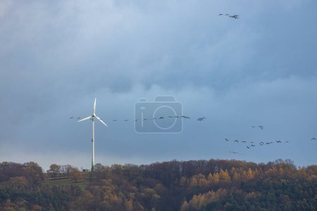 Téléchargez les photos : La migration des grues en automne dans les zones humides de Rhden à Obersuhl - en image libre de droit