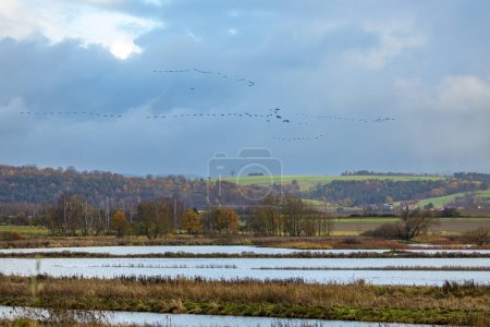 Téléchargez les photos : La migration des grues en automne dans les zones humides de Rhden à Obersuhl - en image libre de droit