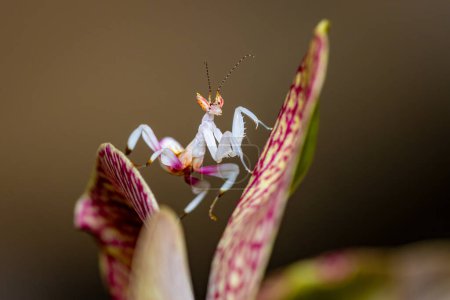 Orchid Mantis on a Pink Orchid