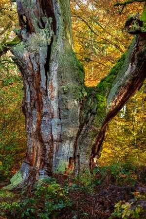 Téléchargez les photos : Arbres anciens dans la forêt de Reinhardswald en Allemagne - en image libre de droit