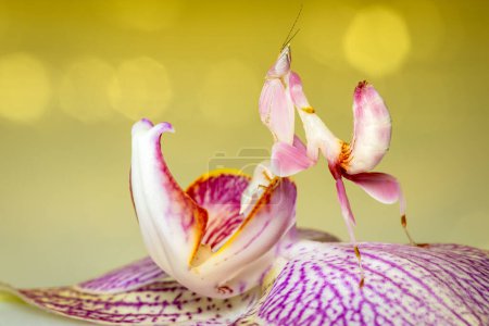 Orquídea Mantis en una orquídea rosa