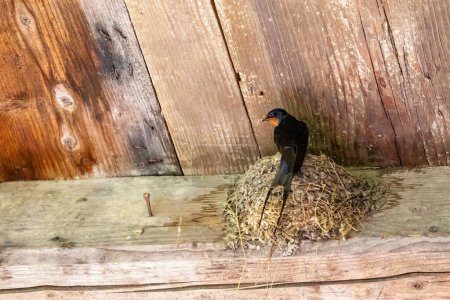 Foto de Un nido de golondrina en graneros - Imagen libre de derechos