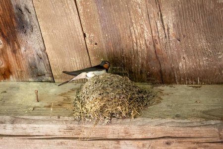Photo for A Swallow Nest In barns - Royalty Free Image