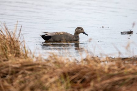 A Gadwall Duck on a lake