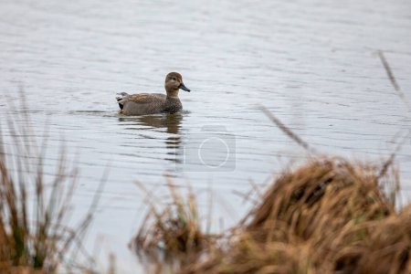 A Gadwall Duck on a lake