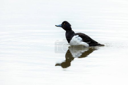 A tufted duck on the water