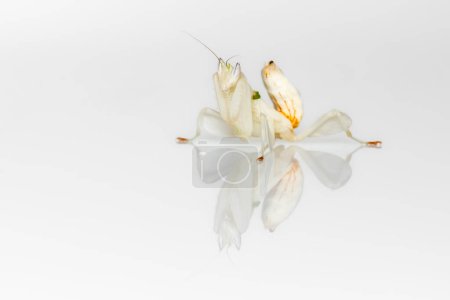 Porträt einer Orchideen-Gottesanbeterin  