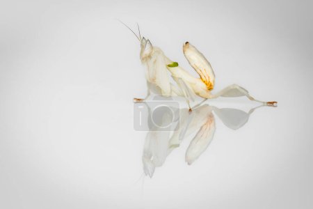 Un retrato de una orquídea Mantis  