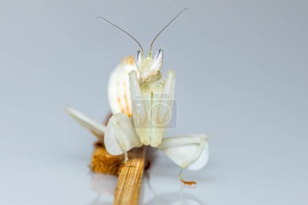 A portrait of an Orchid Mantis  