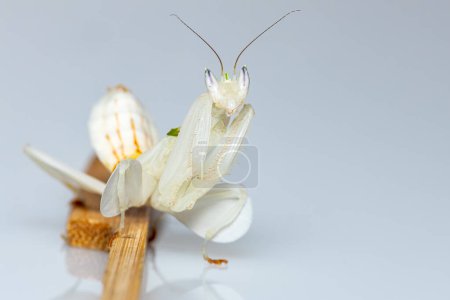 Un retrato de una orquídea Mantis  