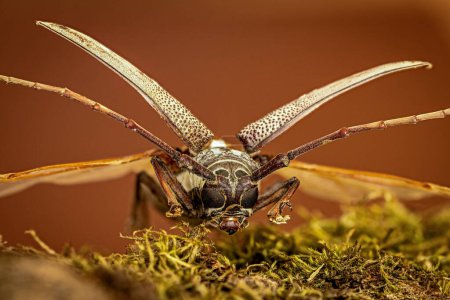 A Longhorn Beetle on a piece of Wood