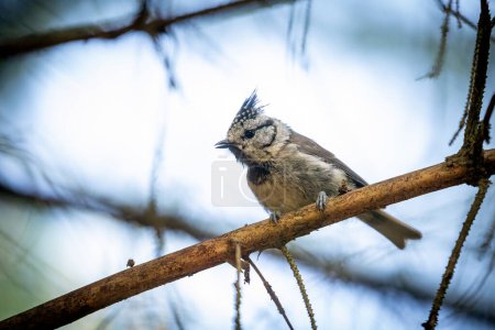 A European crested tit in the forest