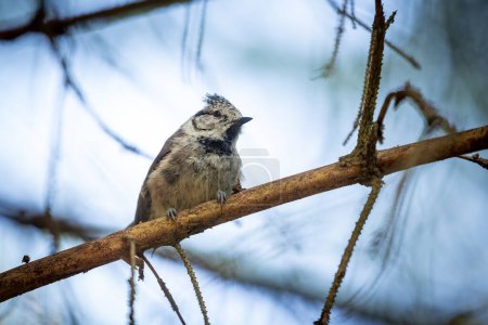 Téléchargez les photos : A European crested tit in the forest - en image libre de droit