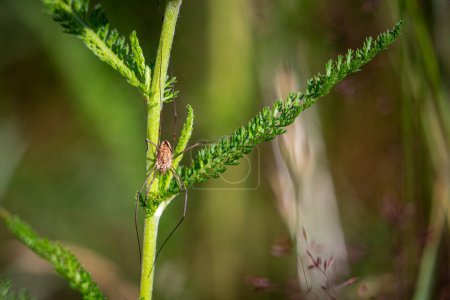 Photo for A Daddy longlegs spider - Royalty Free Image