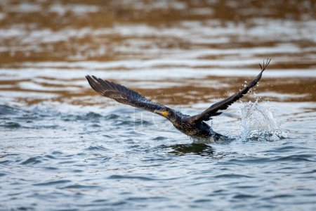 A Cormorant in the wild
