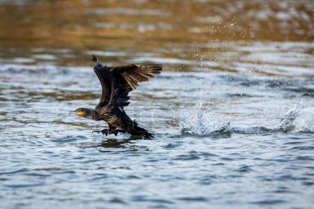 Un cormoran dans la nature