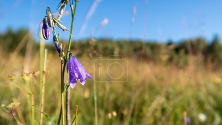 A bluebell flower on a meadow