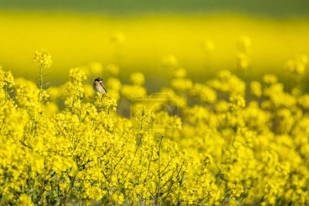 Un whinchat en un campo amarillo de Canola