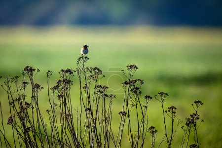 A whinchat in a yellow Canola field
