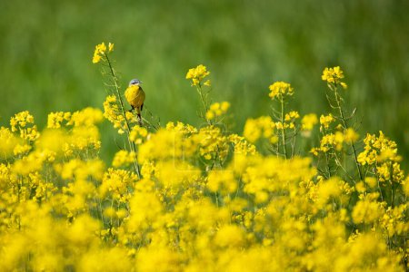 A yellow wagtail in a canola field