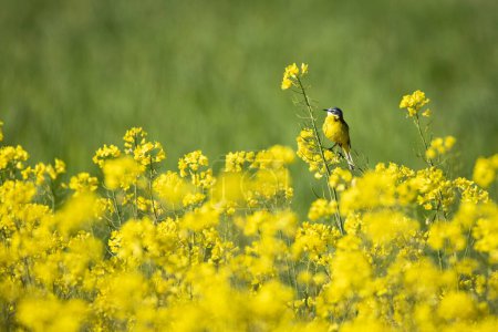 A yellow wagtail in a canola field