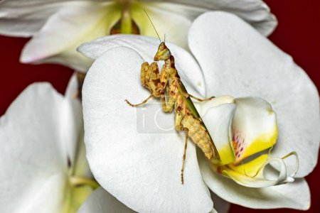 Une prière asiatique fleur mantis 