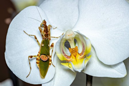 Une prière asiatique fleur mantis 