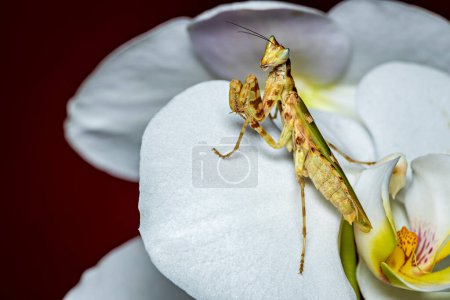 Una oración asiática flor mantis 