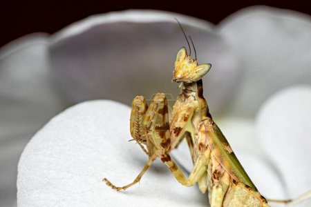 Téléchargez les photos : Une prière asiatique fleur mantis - en image libre de droit