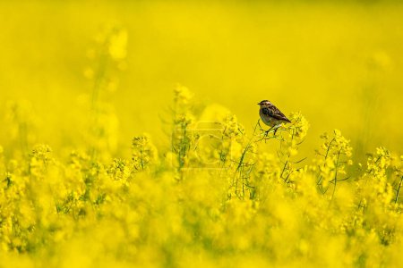 A whinchat in a yellow Canola field