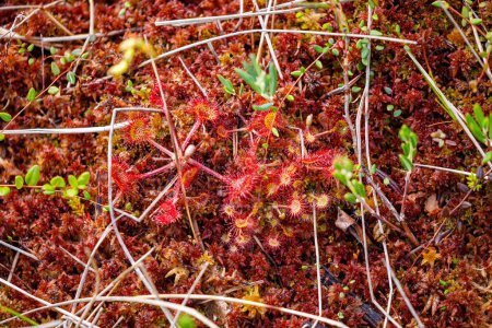 Téléchargez les photos : Une plante de rosée dans les marais - en image libre de droit