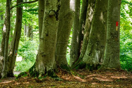 Les racines et le tronc d'arbre dans une forêt